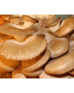 Oyster Mushroom Grow Kit - Produce your own Tasty Fungi at Home