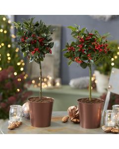 Pair of Festive Patio Holly Trees complete with real Berries in Copper Pots