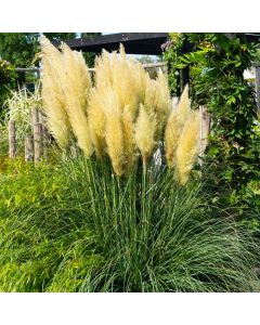 Cortaderia selloana Evita - Compact Pampas Grass
