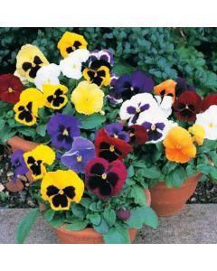 Pansy Plants Mixed Colours