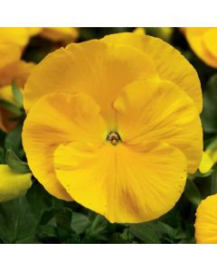 Pansy Yellow - in Bud and Bloom