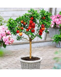 Patio Peach Tree Bonanza - Prunus persica