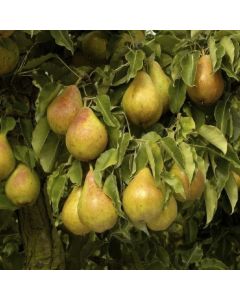 Patio Fruit Tree - Pear Tree Pyrus communis Conference Patio Fruit Tree - Pear Tree Pyrus communis Conference