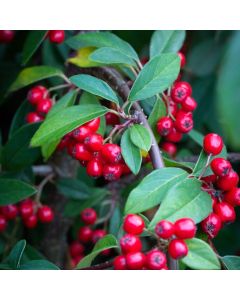 Cotoneaster hybridus Pendulus