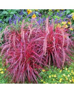 Pennisetum setaceum 'Fireworks' - Multi-colour Fountain Grass