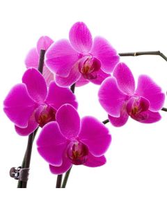 MOTHERS DAY - Phalaenopsis - Blooming PINK Orchid