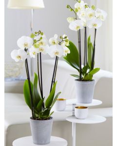 MOTHERS DAY - Phalaenopsis - White Orchid