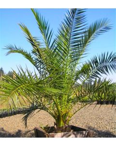 XXL Giant Phoenix canariensis - Canary Island Date Palm - LARGE PATIO PALM TREES approx 140cms