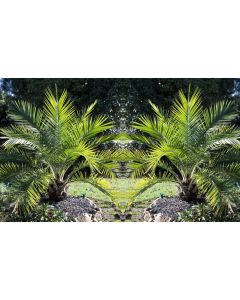 Pair of 3-4ft  Canary Island Phoenix Date Palms - Perfect for Patio Planters