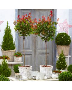 Pair of Evergreen Photinia Chico - Little Red Robin Trees in Festive Baskets