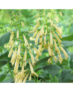 Phygelius Yellow Sovereign