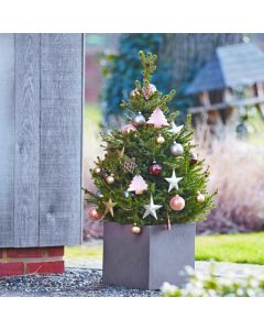 Fresh Christmas Tree - 90-110cm Compact Potted Norway Spruce - Wills Dwarf