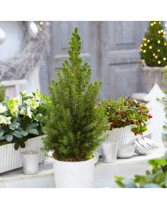 Contemporary Christmas Tree circa 40cm tall