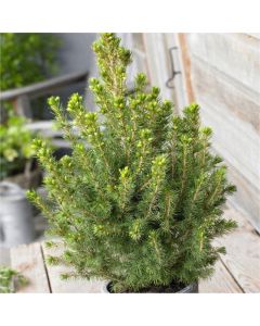 Picea glauca Conica - Dwarf alberta Spruce