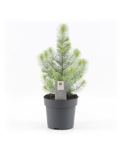Mini Christmas Tree - Silver Crest Pine