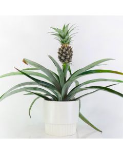 MOTHERS DAY - Pineapple Plant - Ananas cosmosus