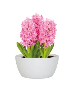 Hyacinth Indoor Grow set in White Ceramic planter