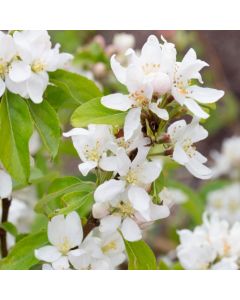 Crabapple Tree - Malus Pink Glow
