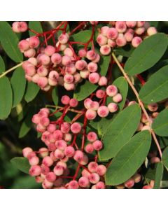Sorbus pseudohupehensis 'Pink Pagoda'