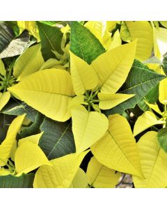 YELLOW Poinsettia - The Essential Christmas Plant in Yellow!