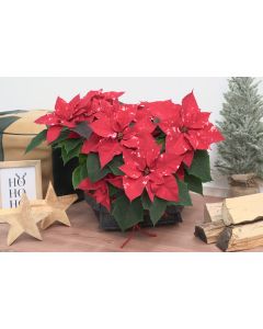Large Poinsettia 'Fantasy Star' - Essential Christmas Plant