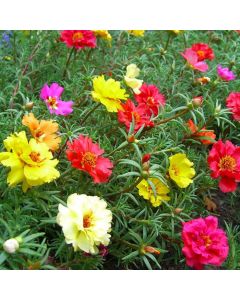 Portulaca grandiflora Plants - Double Colours Moss Rose