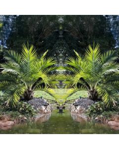 Pair of 2-3ft  Canary Island Phoenix Date Palms - Perfect for Patio Planters