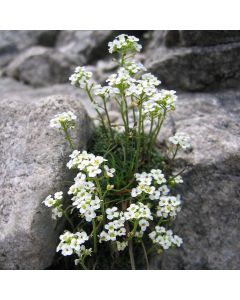 Pritzelago alpina 'Icecube'