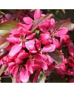 Crabapple Tree - Malus Profusion Improved Crabapple Tree - Malus Profusion Improved