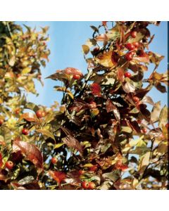 Crataegus persimilis 'Prunifolia' - Hawthorn Crataegus persimilis 'Prunifolia' - Hawthorn