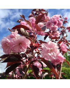 Blossom Tree - Prunus serrulata Royal Burgundy  - Purple leaf Cherry Blossom Tree -160cm 