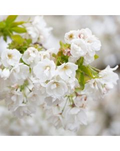Prunus Shirotae - Cherry Blossom Tree Prunus Shirotae - Cherry Blossom Tree