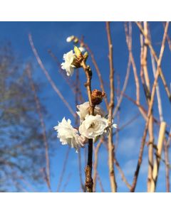 Prunus Powder Puff - 140cm