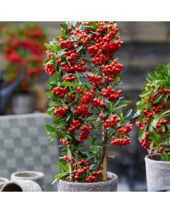 Pyracantha coccinea Red Star - Firethorn