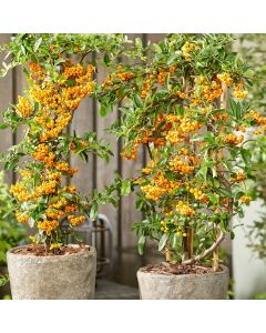 BLACK FRIDAY DEAL - Pyracantha Sunny Star - Firethorn