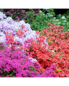 Rainbow Azalea japonica Collection - Evergreen Japanese Azaleas - Pack of Three Plants
