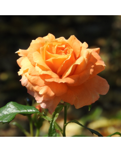 Rosa Orange - Shrub Rose