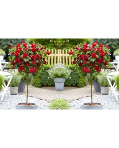 Pair of Standard Red Flowering Patio Rose Trees