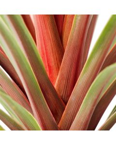 Cordyline australis Red Heart - Torbay Palm