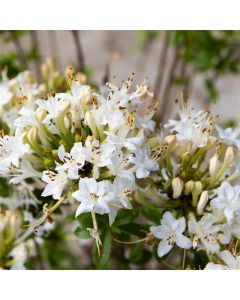 Azalea mollis Viscosa - Knaphill Rhododendron  