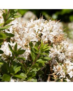 Azalea mollis Viscosa - Knaphill Rhododendron  