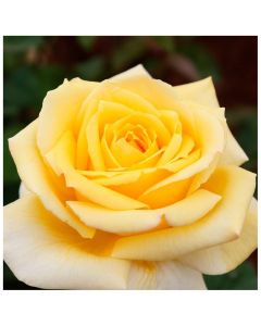 Rose Nicolas Hulot - Hybrid Tea Rose