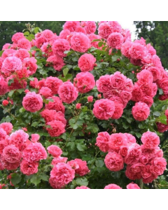 LARGE Standard Rose Tree - Rosarium Uetersen - Weeping Rose Tree