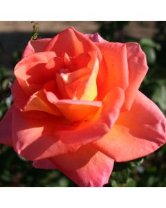 Rose Ambasador - Hybrid Tea