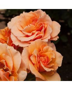 Rose Brandy - Hybrid Tea Rose
