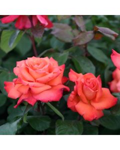 Rose Christopher Columbus - Hybrid Tea