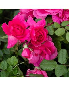Climbing Rose Décor Arome - Pink Climbing Rose