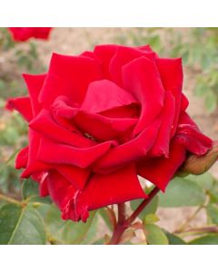Climbing Rose Fontaine- Red Climbing Rose
