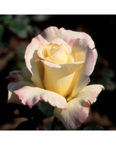 Climbing Rose Golden Dawn