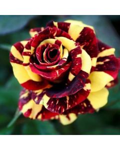 Pair of PATIO Standard Rose Trees - Hocus Pocus